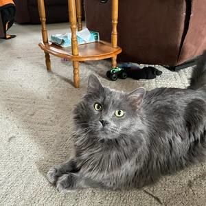 Meet your Posher, Richard